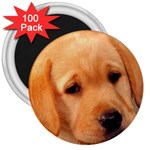 Labrador 3  Magnet (100 pack)