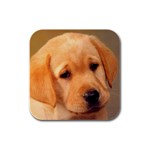 Labrador Rubber Square Coaster (4 pack)