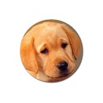 Labrador Magnet 3  (Round)