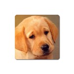 Labrador Magnet (Square)