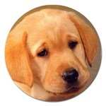 Labrador Magnet 5  (Round)