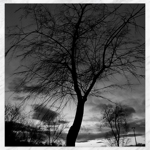 Black and White Tree 1 Canvas 20  x 20  from ArtsNow.com 19 x19.27  Canvas - 1