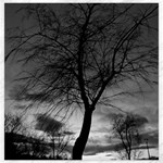 Black and White Tree 1 Canvas 20  x 20 