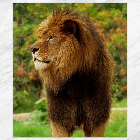 Alert lion Canvas 8  x 10  from ArtsNow.com 8.15 x9.66  Canvas - 1
