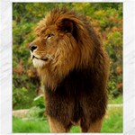 Alert lion Canvas 8  x 10 