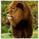 Alert lion Canvas 12  x 12 