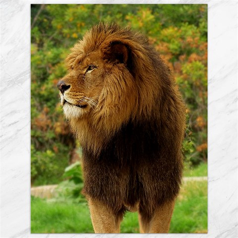 Alert lion Canvas 12  x 16  from ArtsNow.com 11.86 x15.41  Canvas - 1