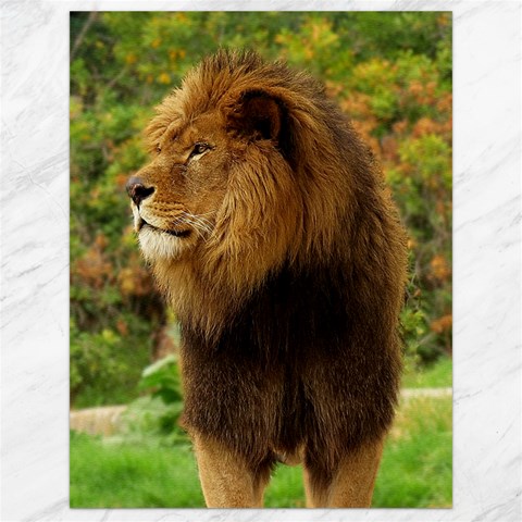 Alert lion Canvas 18  x 24  from ArtsNow.com 17.8 x23.08  Canvas - 1