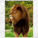 Alert lion Canvas 18  x 24 