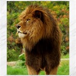 Alert lion Canvas 20  x 24 