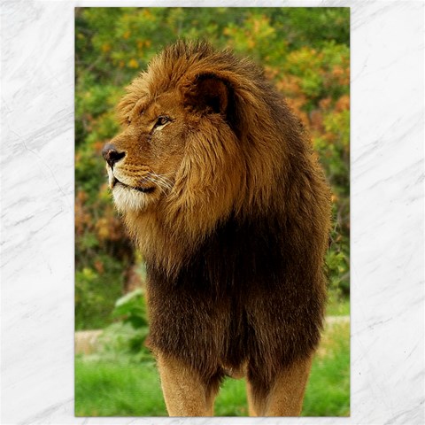 Alert lion Canvas 24  x 36  from ArtsNow.com 23.35 x34.74  Canvas - 1
