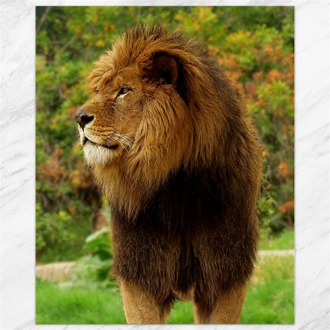 Alert lion Canvas 11  x 14  from ArtsNow.com 10.95 x13.48  Canvas - 1