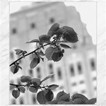 Empire State in B&W Canvas 8  x 10 