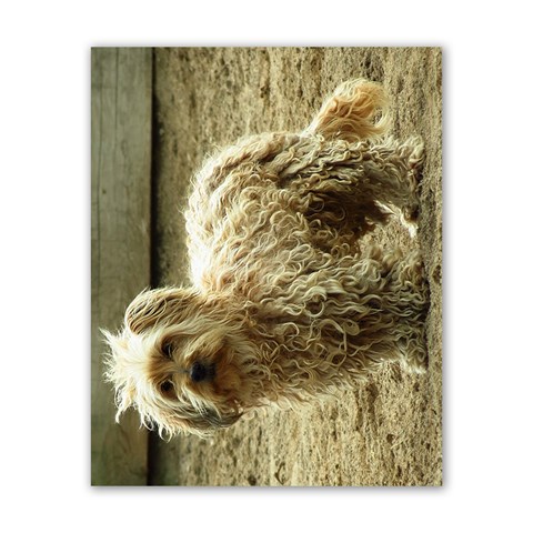 Curly dog horizontal Poster 16  x 20  from ArtsNow.com Front