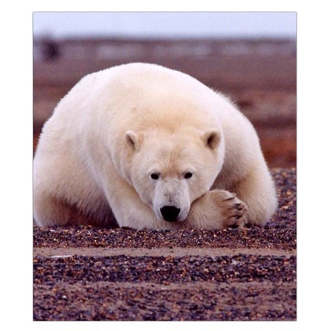 Polar_bear_resting_but_alert_ursus_maritimus Duvet Cover Double Side (California King Size) from ArtsNow.com Back