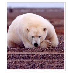 Polar_bear_resting_but_alert_ursus_maritimus Duvet Cover Double Side (California King Size) from ArtsNow.com Back