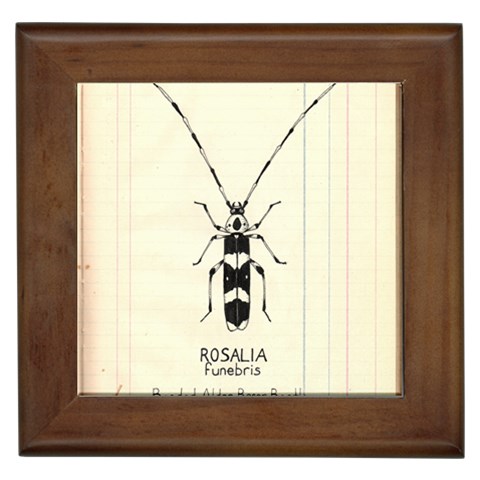 Banded Alder Borer  Framed Tile from ArtsNow.com Front