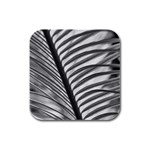 Cycas Leaf The Shadows Rubber Square Coaster (4 pack)