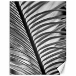 Cycas Leaf The Shadows Canvas 18  x 24 