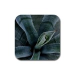 The Agave Heart Under The Light Rubber Square Coaster (4 pack)