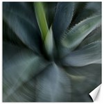 The Agave Heart In Motion Canvas 12  x 12 
