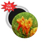 Orange On The Green 2.25  Magnets (100 pack) 