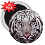 white tiger 3  Magnet (10 pack)