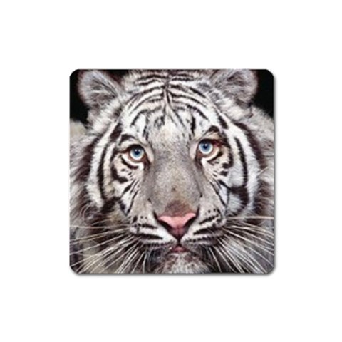 white tiger Magnet (Square) from ArtsNow.com Front