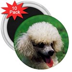 poodle 3  Magnet (10 pack)