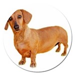 daschund Magnet 5  (Round)