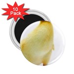 chick duck duckling 2.25  Magnet (10 pack)