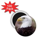 bald eagle 1.75  Magnet (100 pack) 