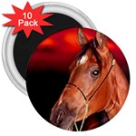 arabian horse 3  Magnet (10 pack)