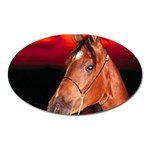 arabian horse Magnet (Oval)