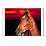 arabian horse Postcard 4 x 6  (Pkg of 10)