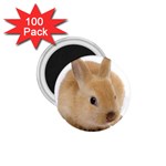 Cute bunny 1.75  Magnet (100 pack) 