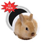 Cute bunny 2.25  Magnet (10 pack)