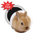 Cute bunny 2.25  Magnet (100 pack) 