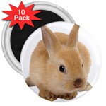 Cute bunny 3  Magnet (10 pack)