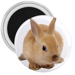 Cute bunny 3  Magnet
