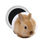 Cute bunny 2.25  Magnet