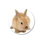 Cute bunny Magnet 3  (Round)