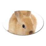 Cute bunny Magnet (Oval)