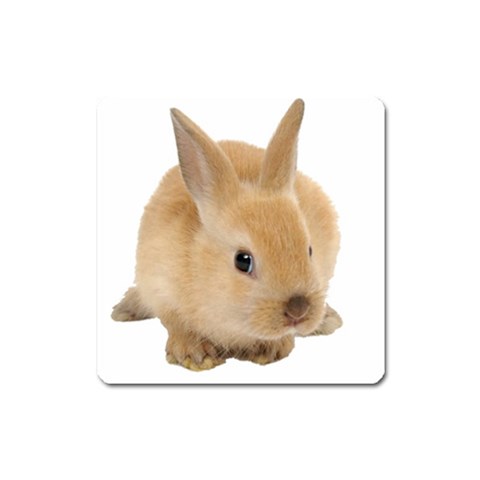 Cute bunny Magnet (Square) from ArtsNow.com Front