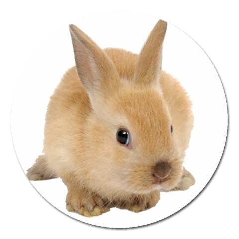 Cute bunny Magnet 5  (Round) from ArtsNow.com Front