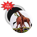 Drinking giraffe 2.25  Magnet (10 pack)