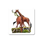 Drinking giraffe Magnet (Square)