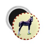 Foal 2.25  Magnet