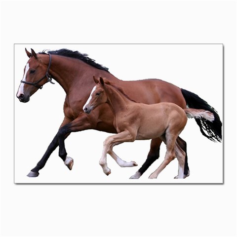 Mare n foal Postcards 5  x 7  (Pkg of 10) from ArtsNow.com Front