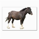 Clydesdale Postcard 4 x 6  (Pkg of 10)